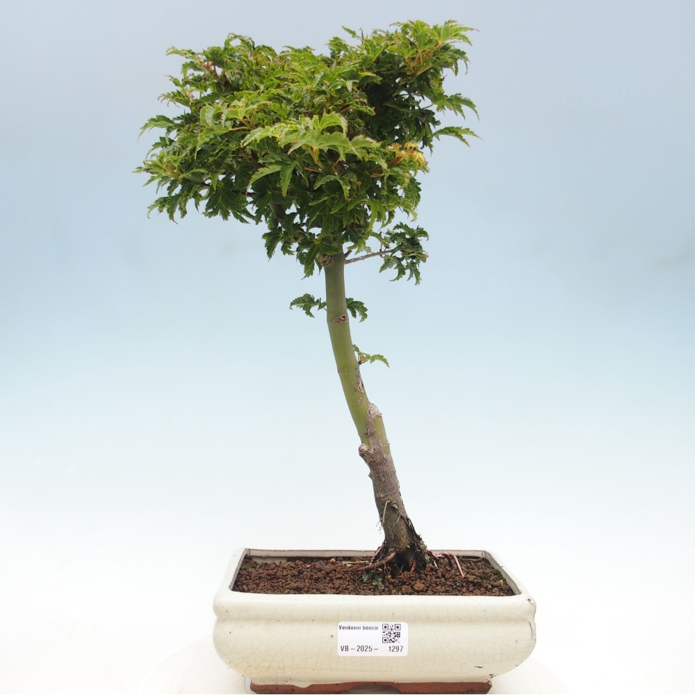 Bonsai zewnętrzne - klon Acer palmatum Shishigashira