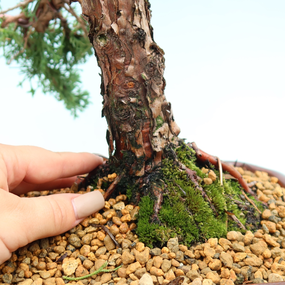 Outdoor bonsai - Juniperus chinensis Kishu