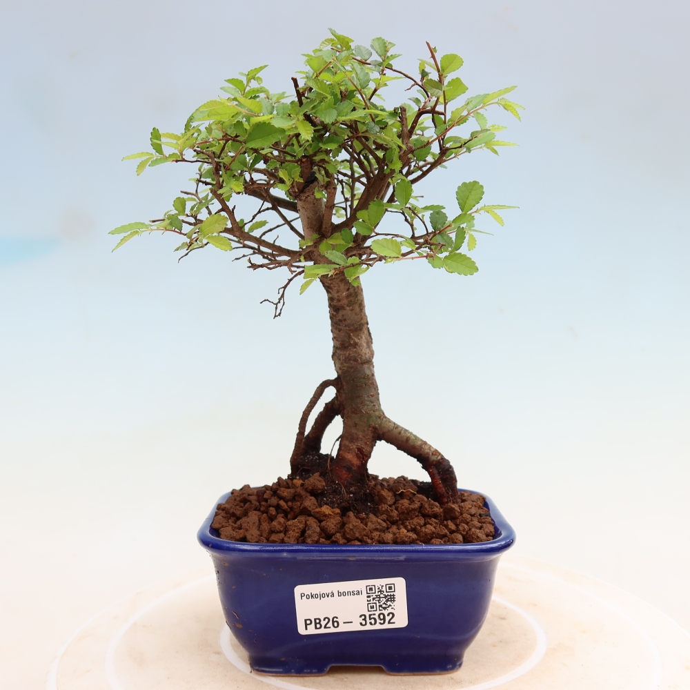 Pokój bonsai - Ulmus parvifolia - Wiąz drobnolistny