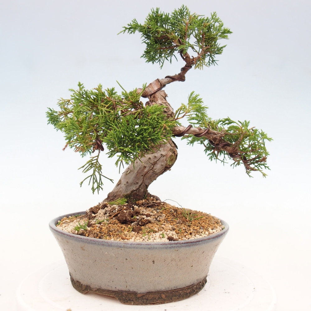 Outdoor bonsai - Juniperus chinensis Itoigawa - Jałowiec chiński
