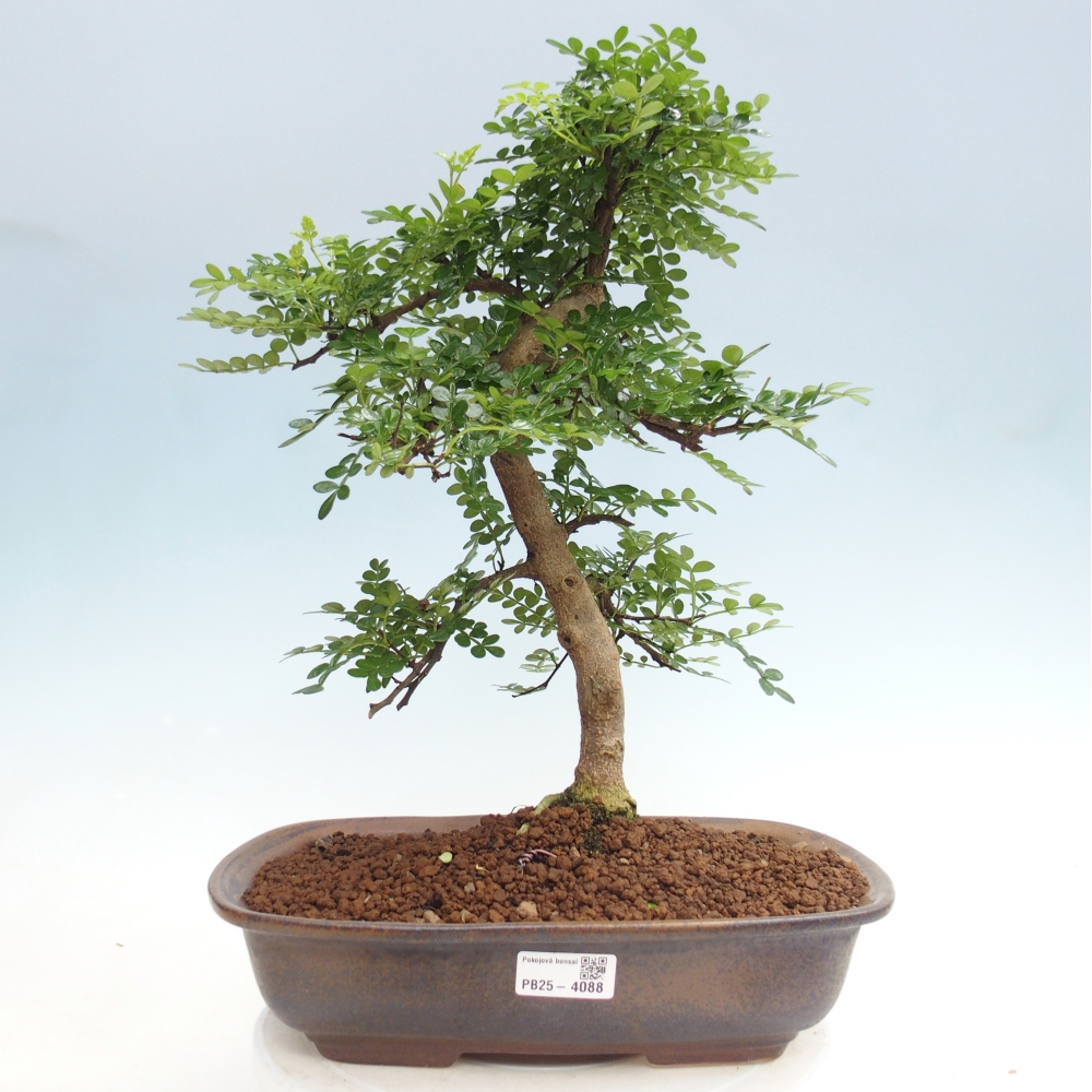 Pokój bonsai - Zantoxylum piperitum - drzewo pieprzowe