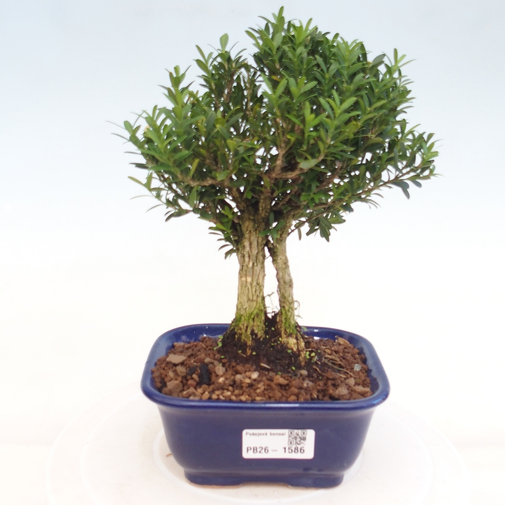 Pokój bonsai - Buxus harlandii - buxus korkowy