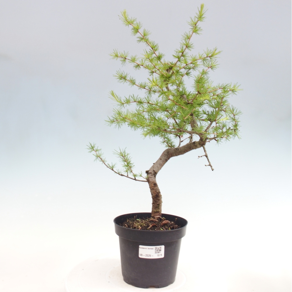 Bonsai zewnętrzne - Larix decidua - Modrzew