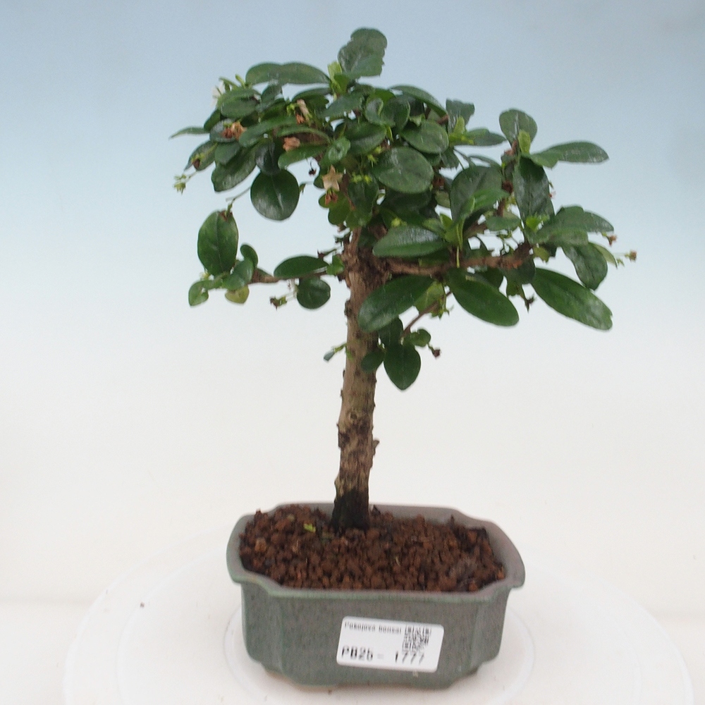 Bonsai wewnętrzne - Carmona makrophylla - Herbata Fuki