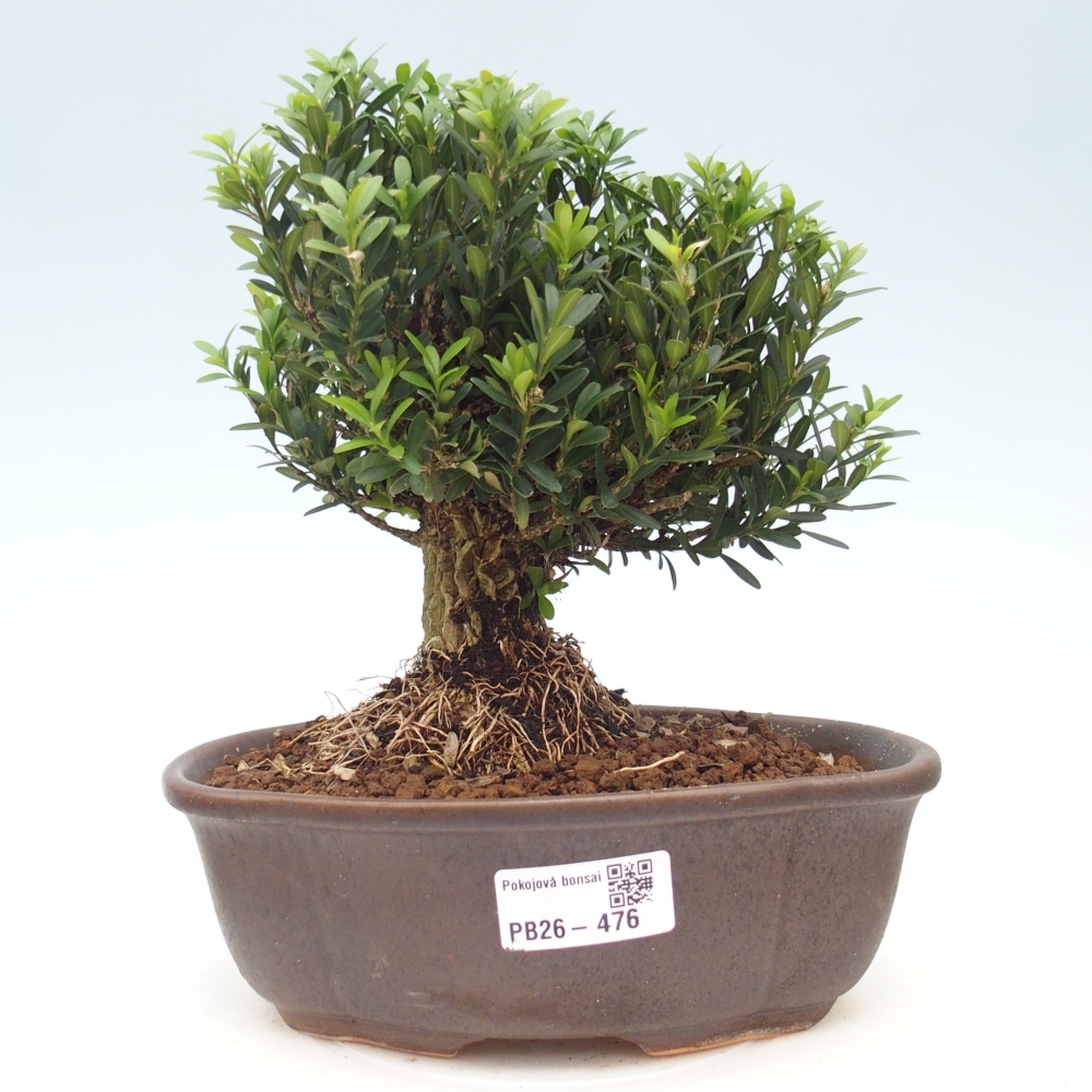 Pokój bonsai - Buxus harlandii - buxus korkowy