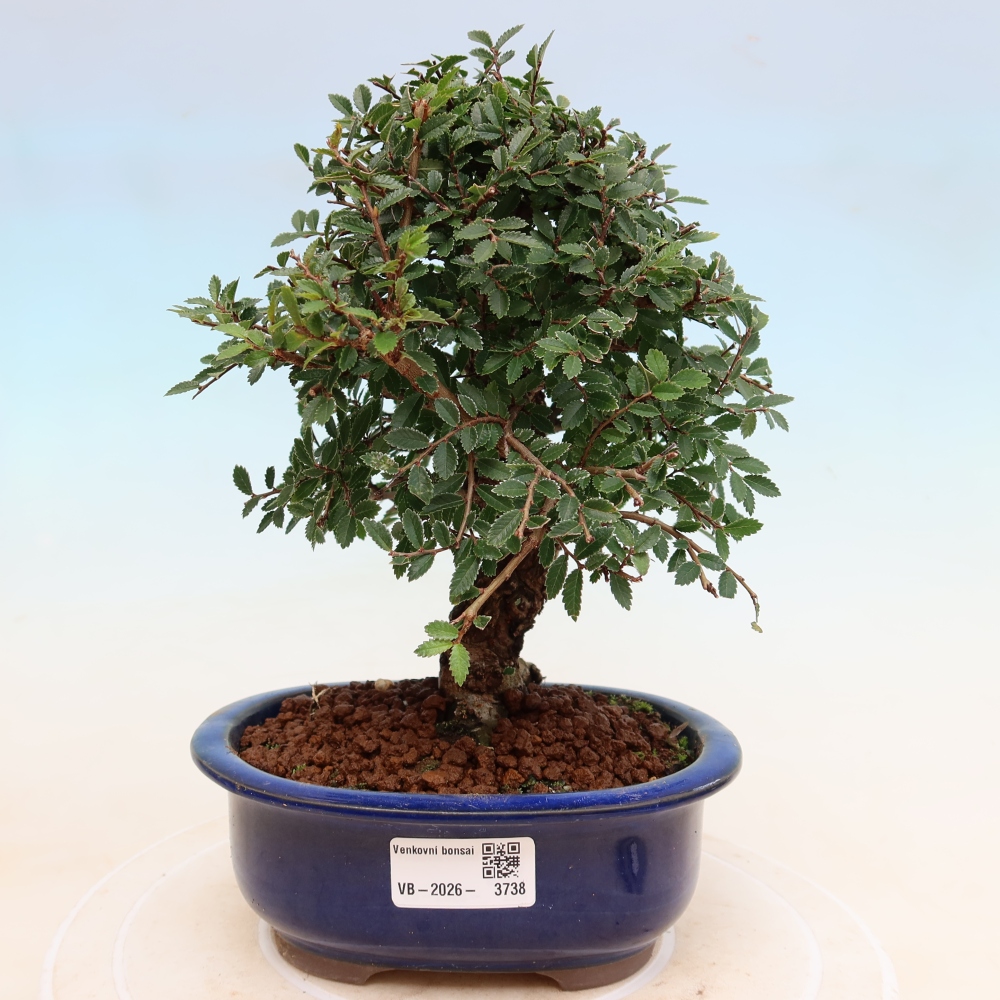 Bonsai zewnętrzne - Zelkova - Zelkova NIRE