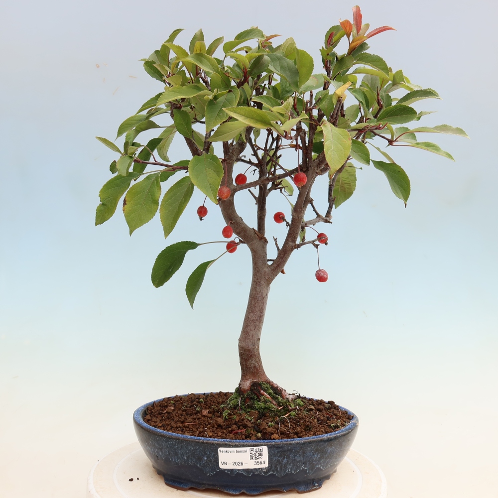 Outdoor bonsai - Malus domestica - Jabłoń czerwonolistna o małych owocach