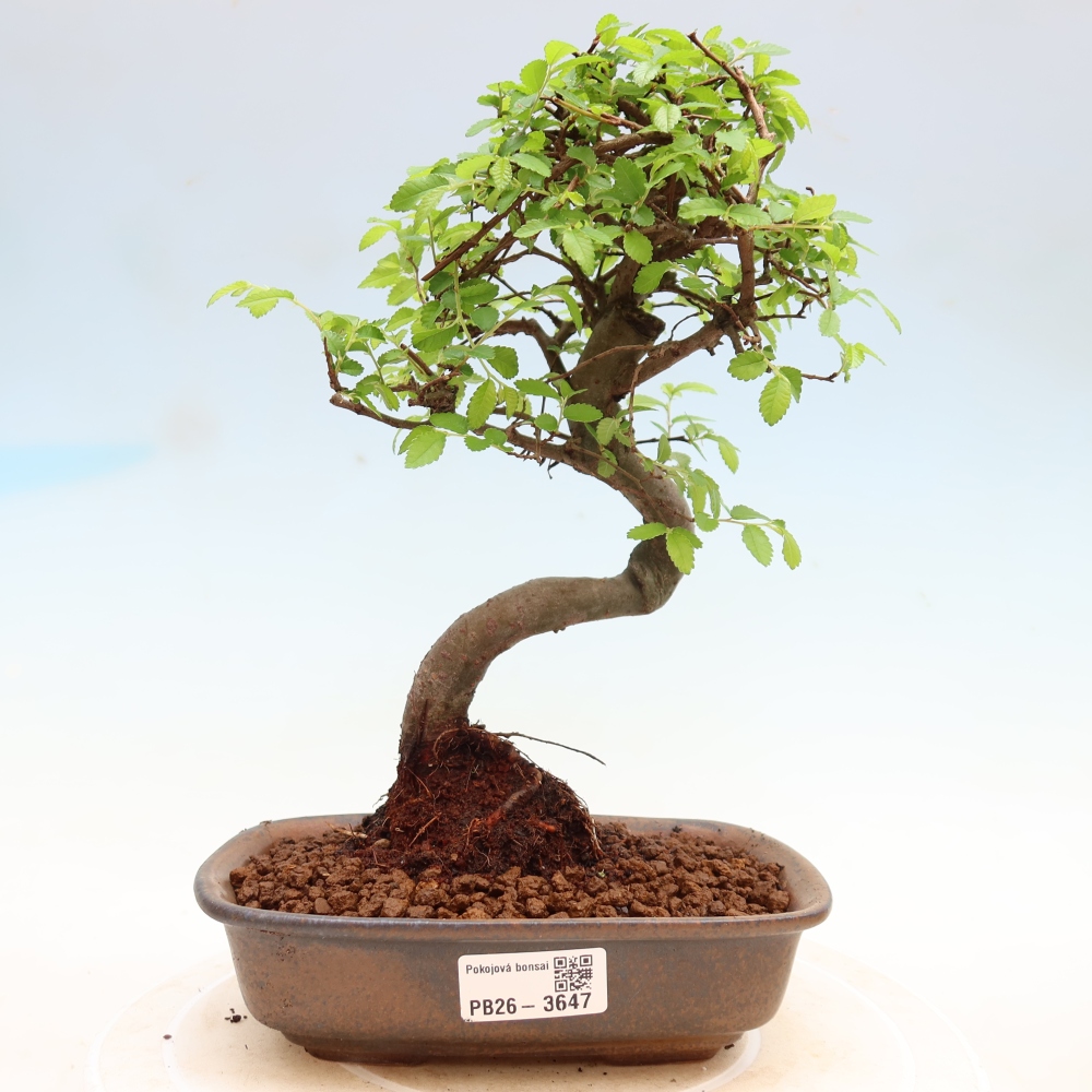 Pokój bonsai - Ulmus parvifolia - Wiąz drobnolistny