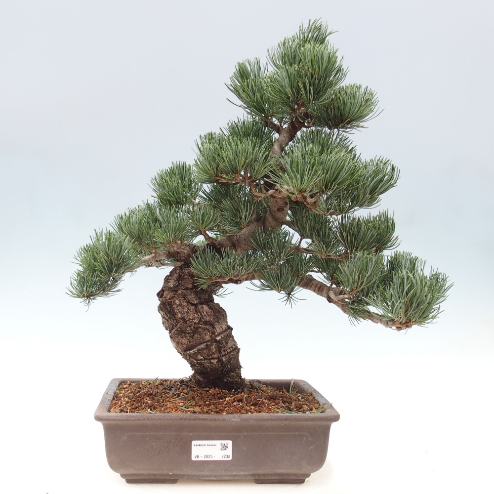 Outdoor bonsai - Pinus parviflora - Mała sosna