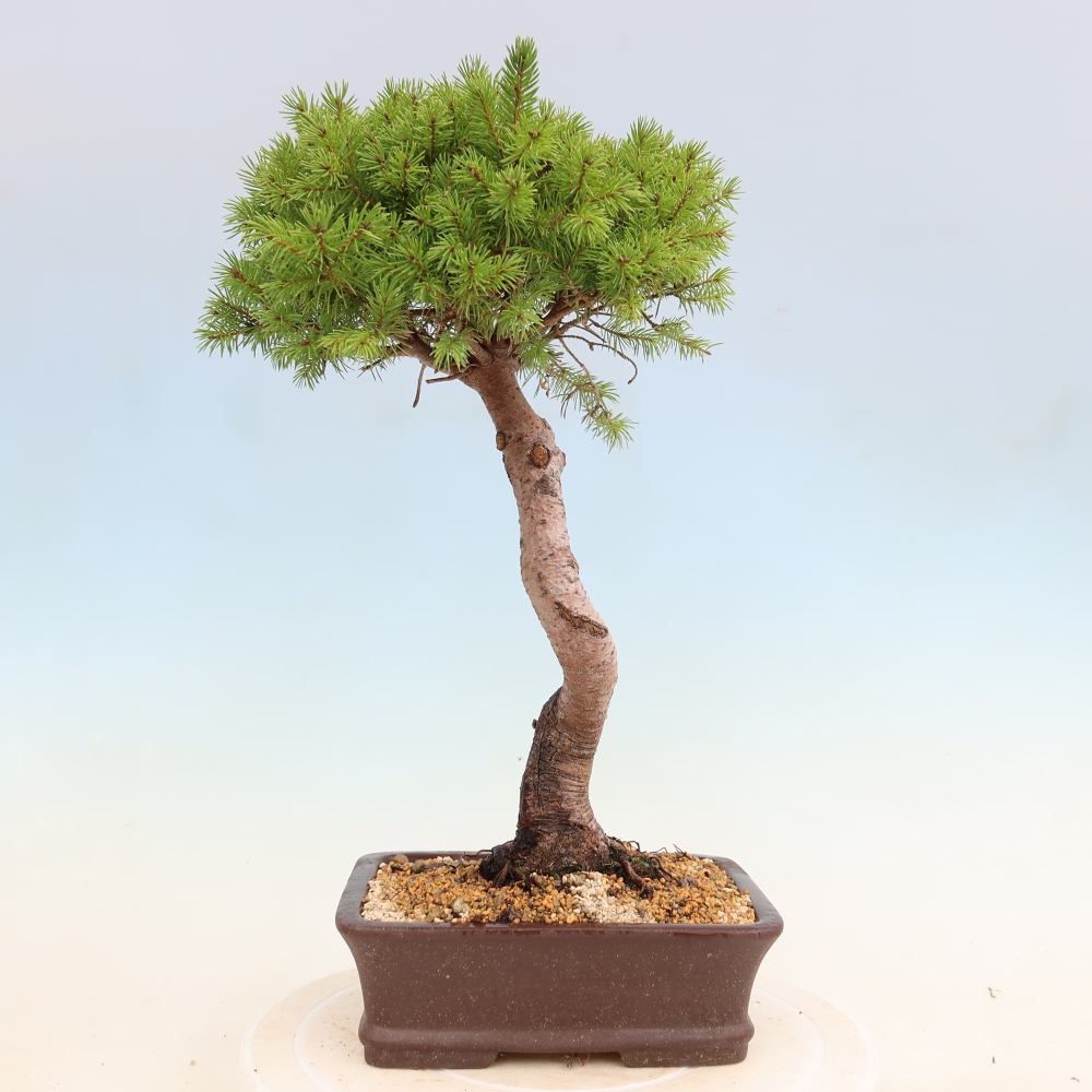 Outdoor bonsai - Świerk pospolity - Picea glauca globe