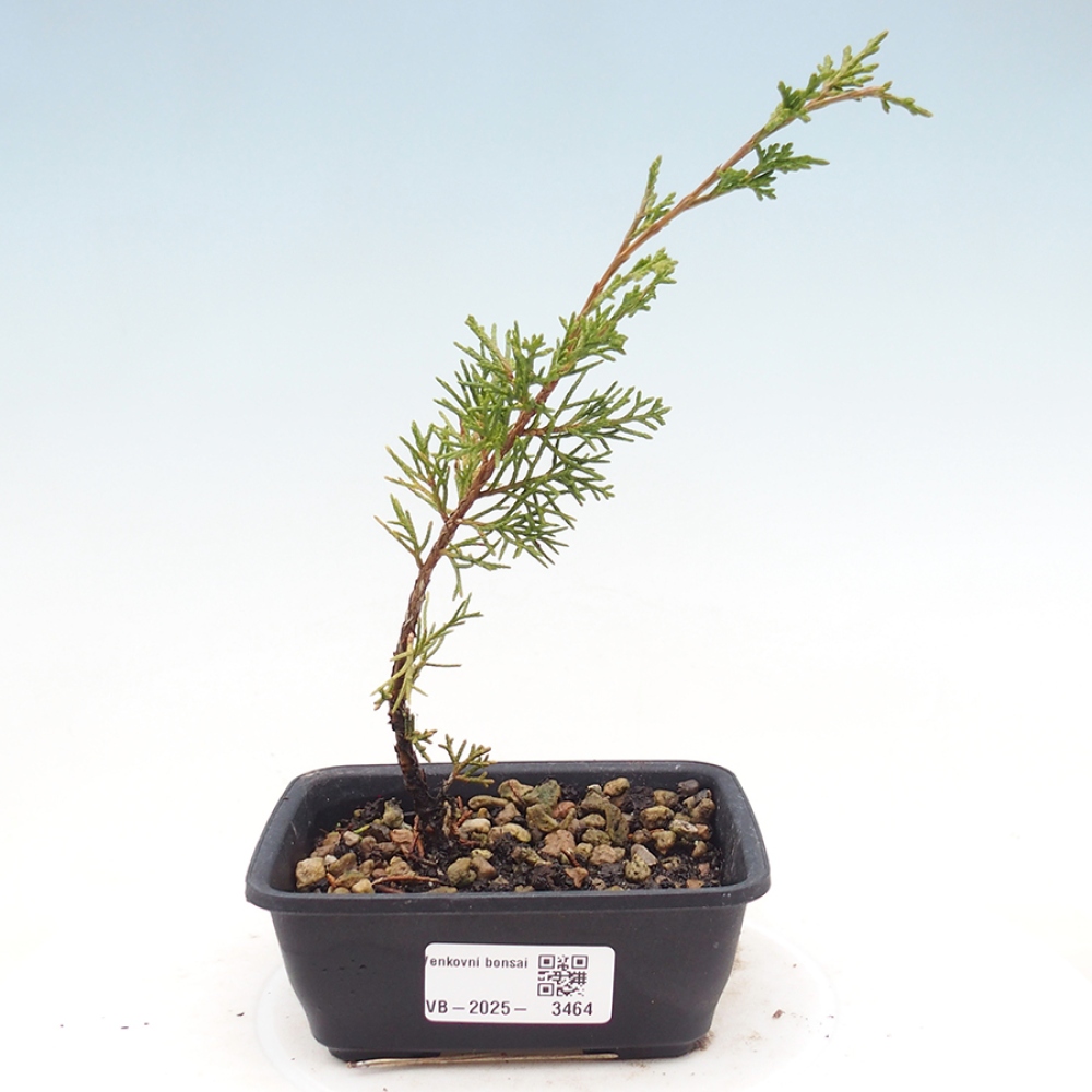 Outdoor bonsai - Juniperus chinensis Itoigawa