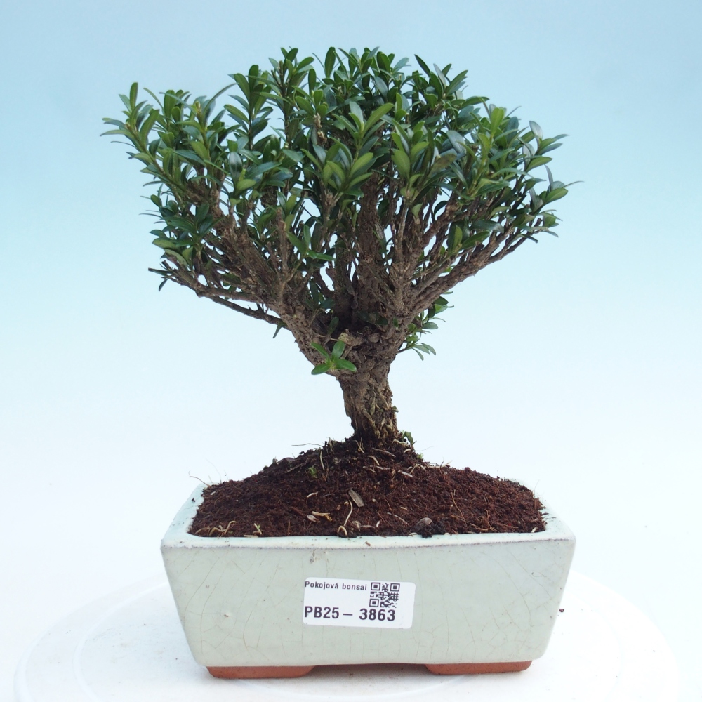 Pokój bonsai - Buxus harlandii - buxus korkowy