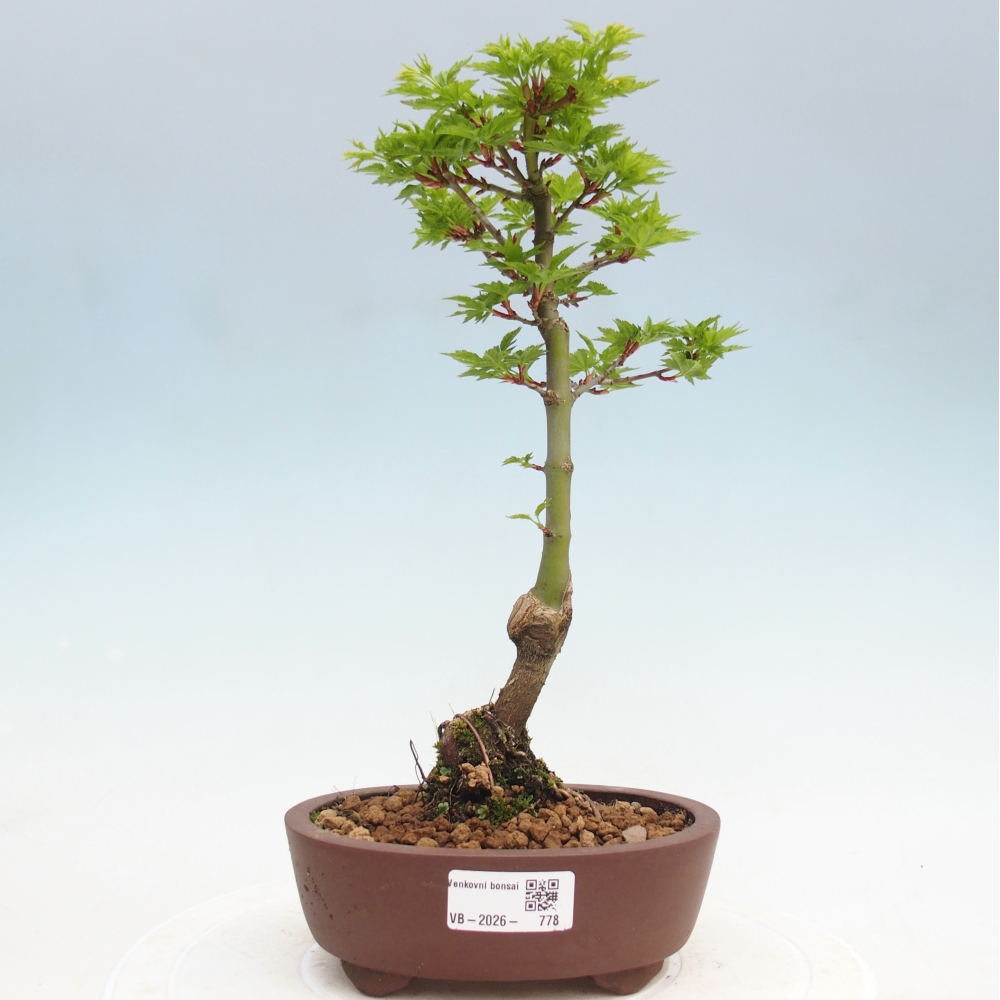 Outdoor bonsai - palma jaworowa Acer palmatum Shishigashira