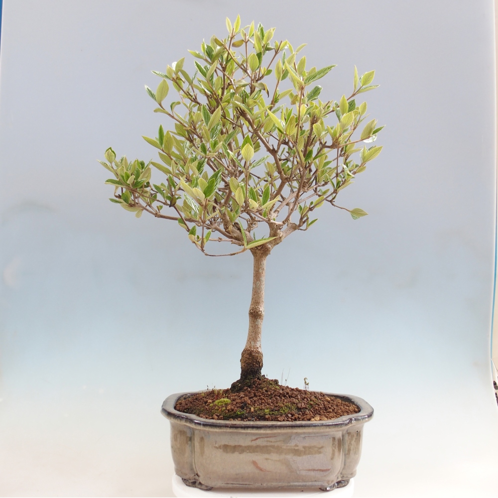 Outdoor bonsai-Kalina Bodnanská - Viburum carlesii hemsi - tylko odbiór osobisty lub transport paletowy