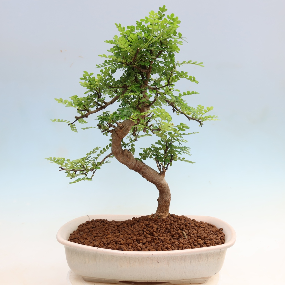 Pokój bonsai - Zantoxylum piperitum - drzewo pieprzowe