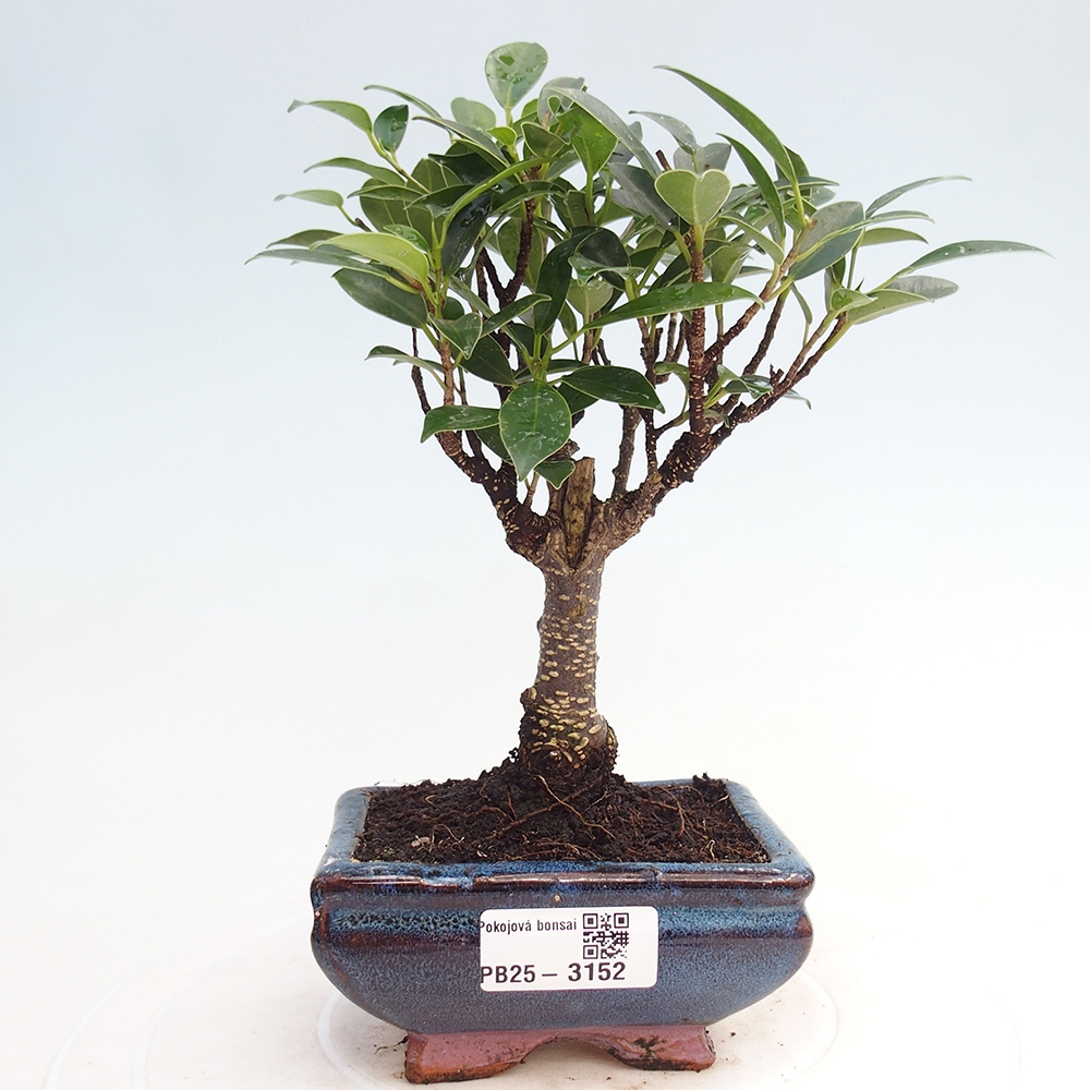 Pokojová bonsai - Ficus retusa - malolistý fíkus