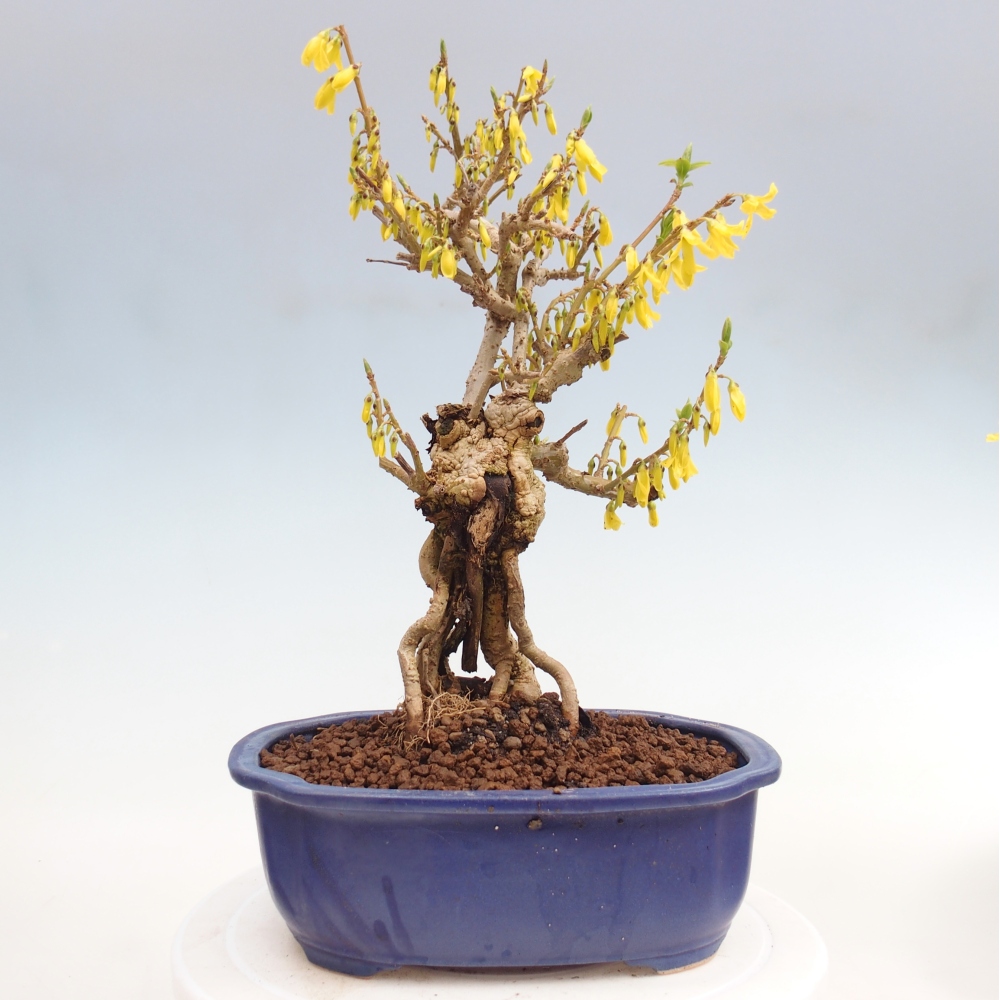 Outdoor bonsai - Zlatice - Forsycja koreańska