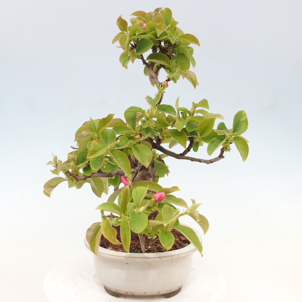 Outdoor bonsai - Pseudocydonia sinensis - pigwa chińska