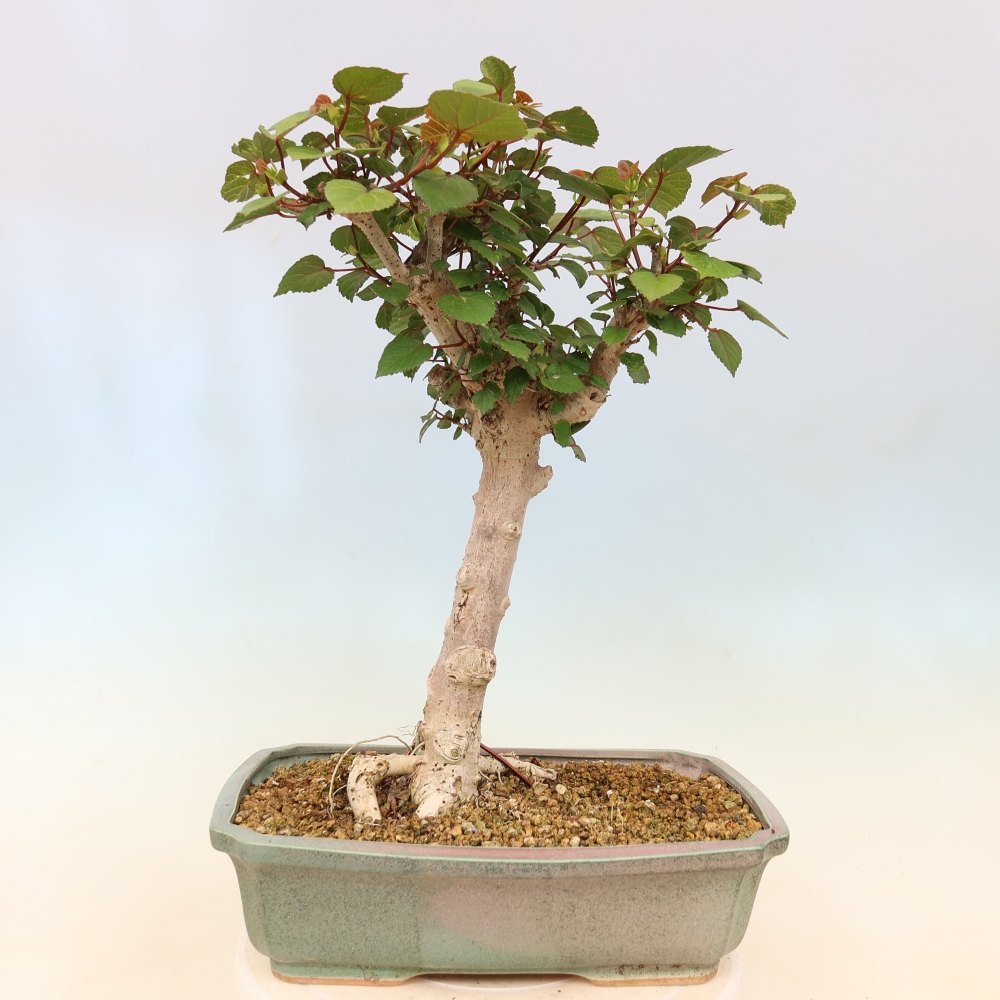 Bonsai domowe - Hibiscus tiliaceus - Hibiskus morski