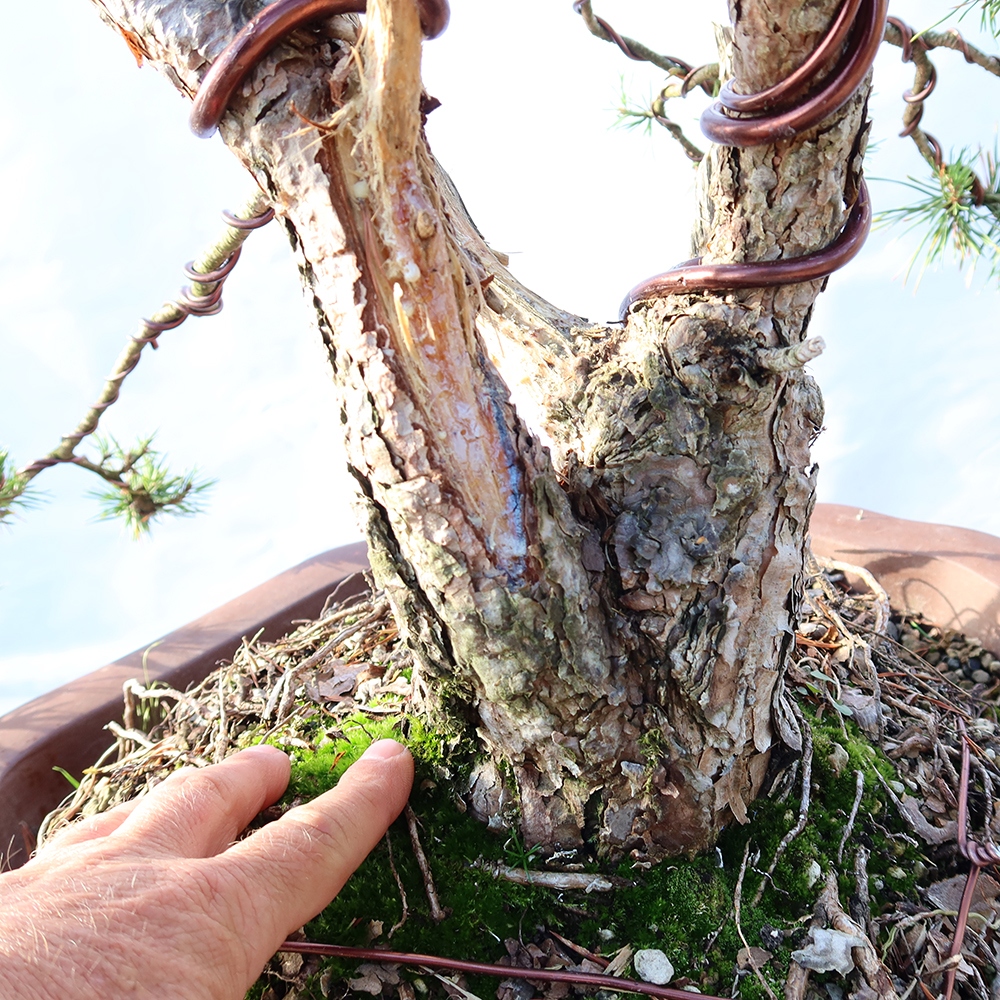 Pinus sylvestris Hiszpania – sosna zwyczajna