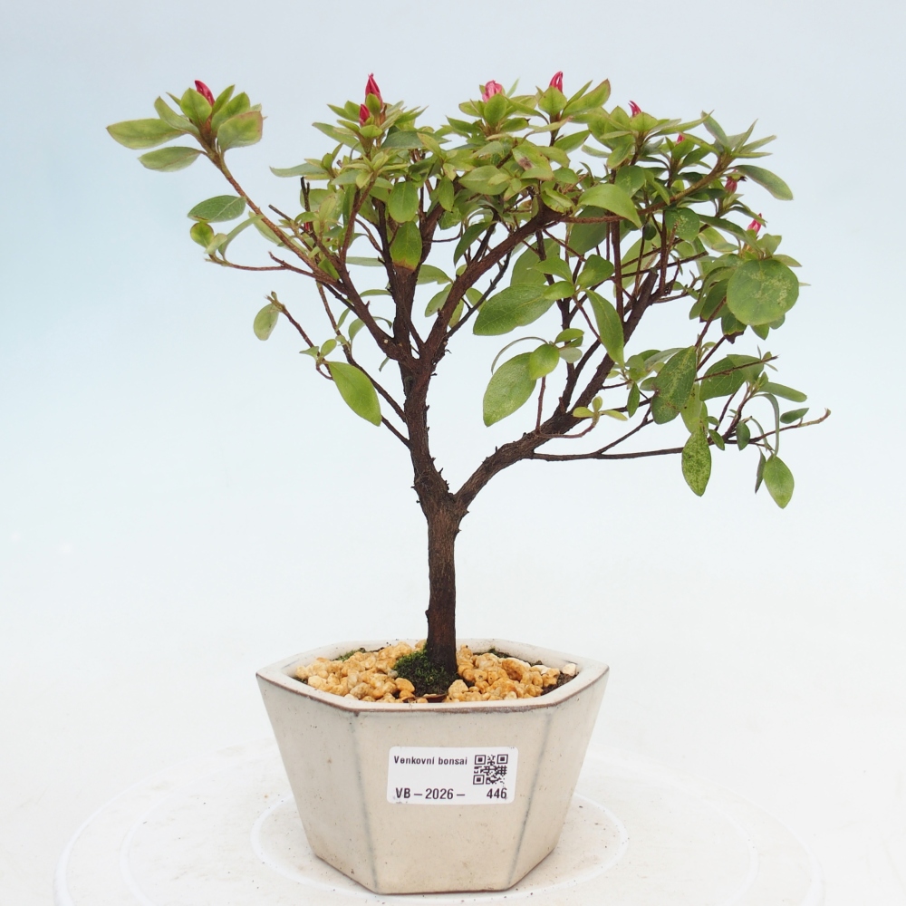 Outdoor bonsai - Azalia japońska - Azalea sp.