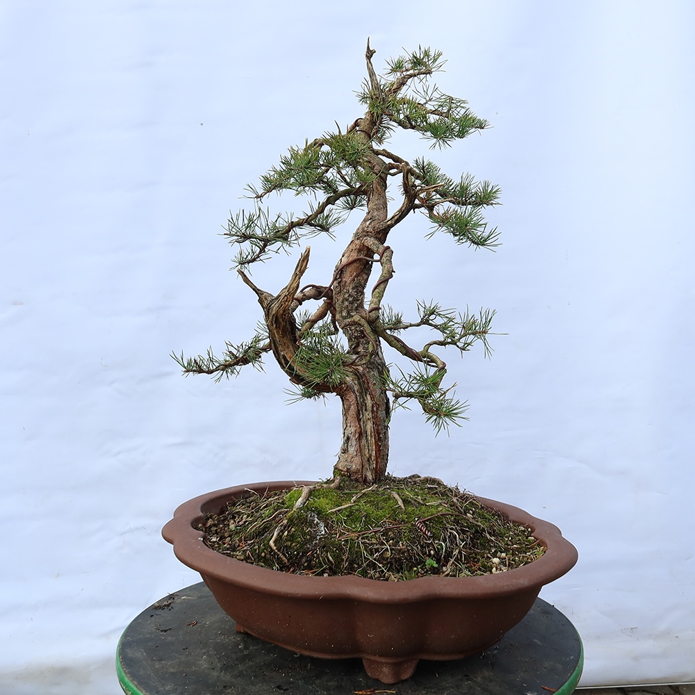 Pinus sylvestris Hiszpania – sosna zwyczajna