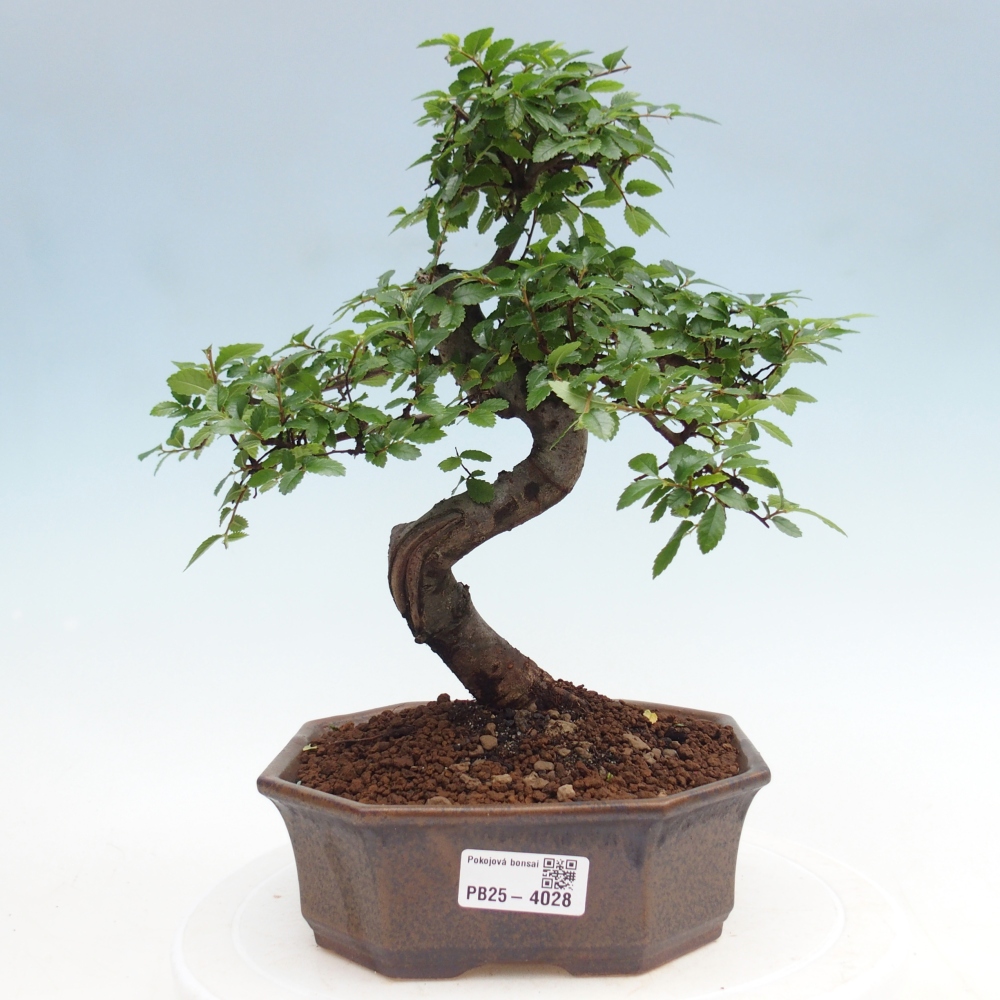 Pokój bonsai - Ulmus parvifolia - Wiąz drobnolistny