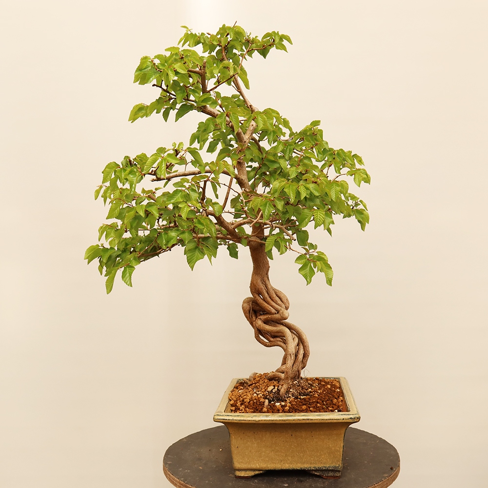 Bonsai plenerowe - Carpinus Coreana - grab koreański