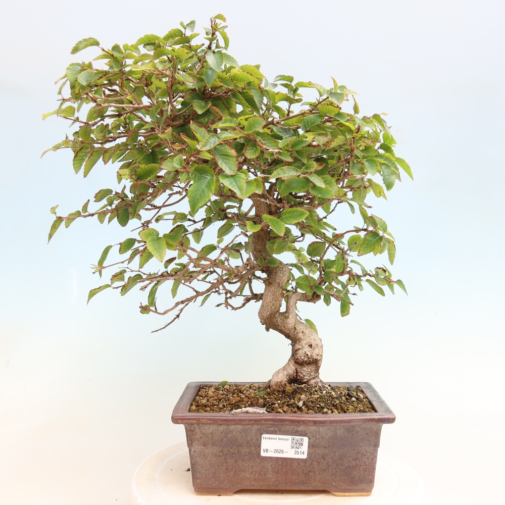 Outdoor bonsai - Carpinus CARPINOIDES - grab koreański