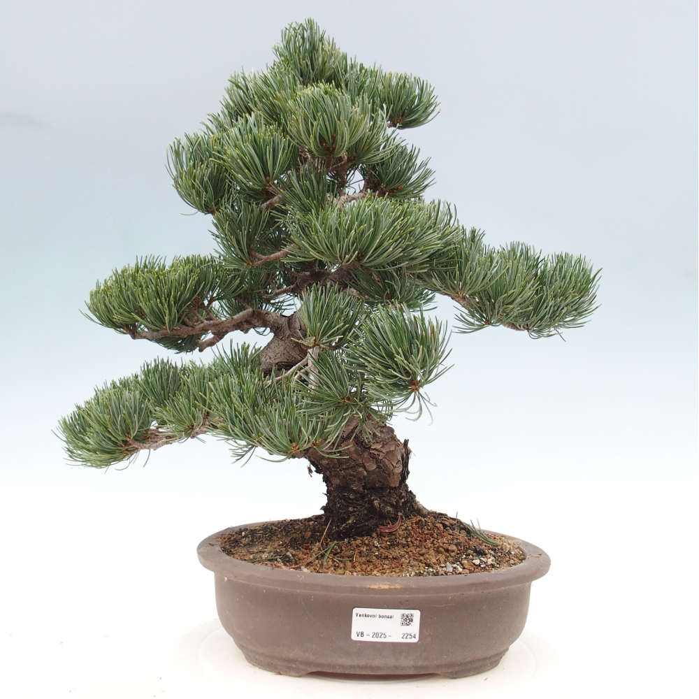 Outdoor bonsai - Pinus parviflora - Mała sosna