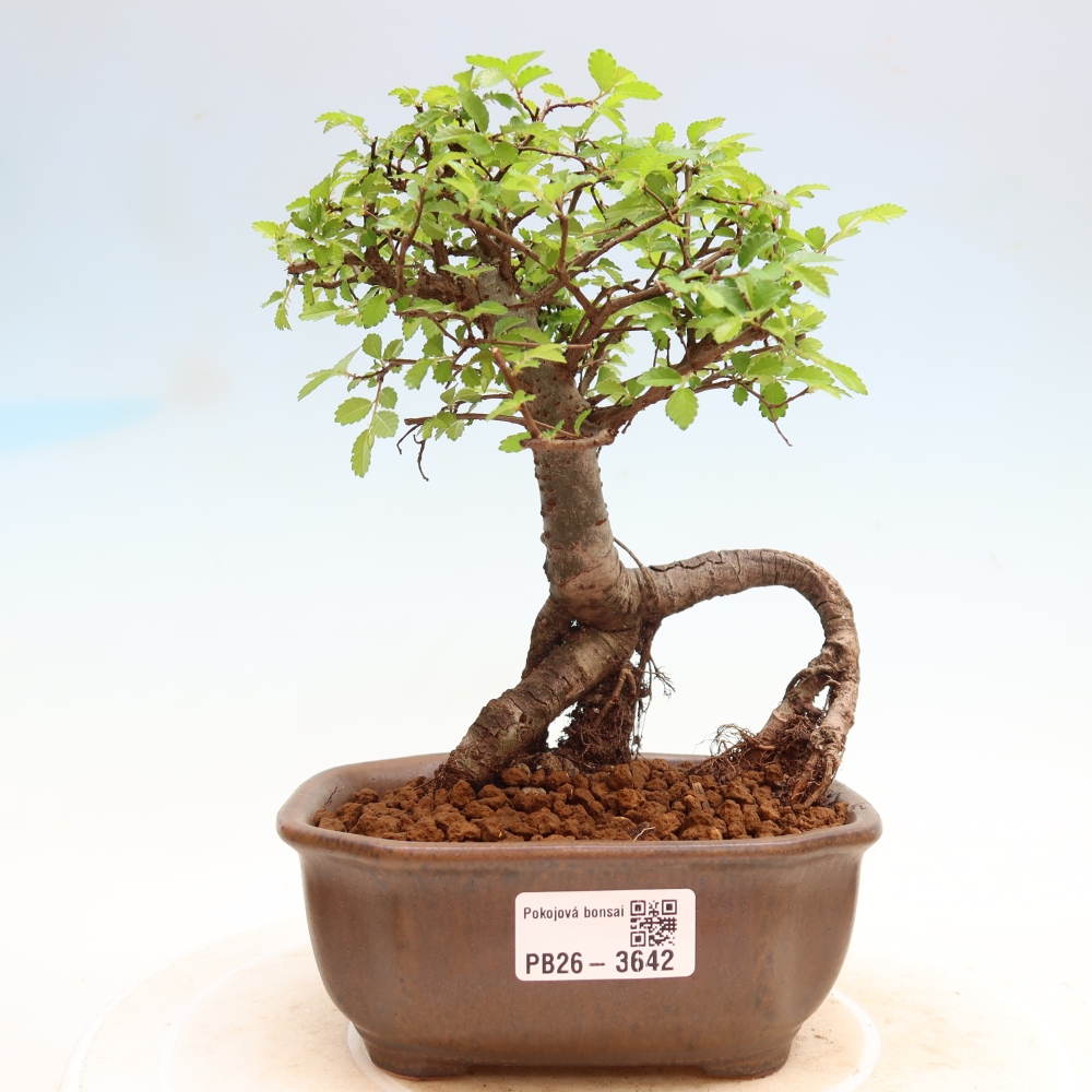 Pokój bonsai - Ulmus parvifolia - Wiąz drobnolistny