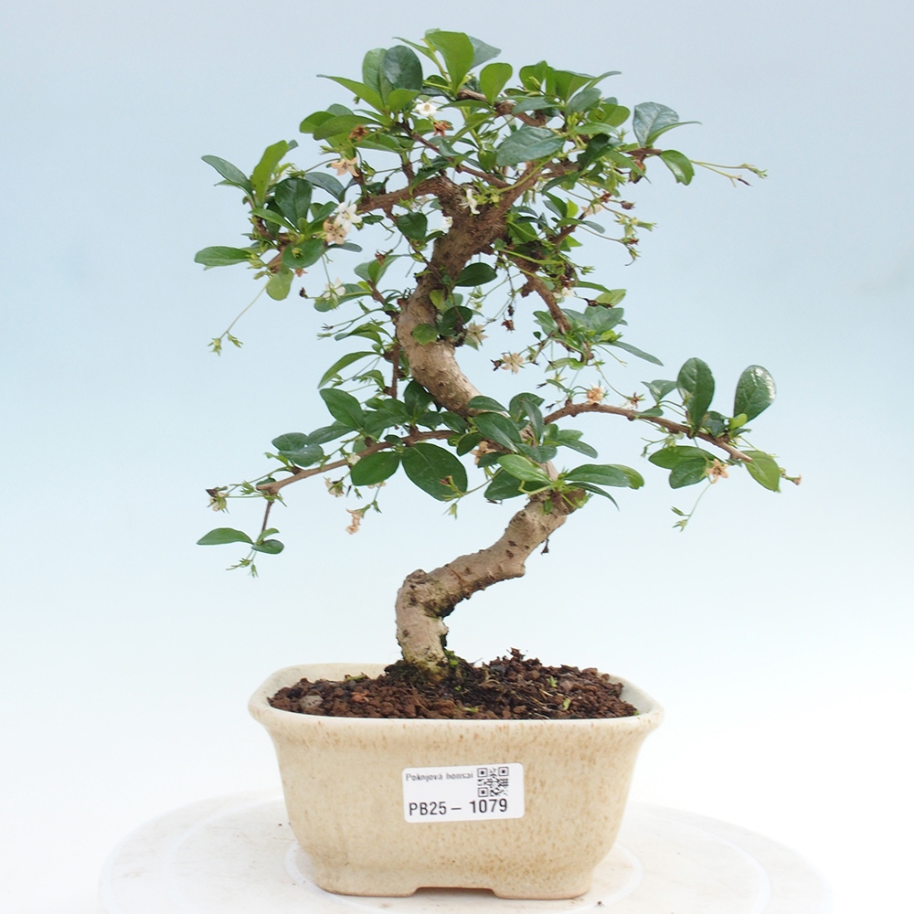 Bonsai wewnętrzne - Carmona makrophylla - Herbata Fuki