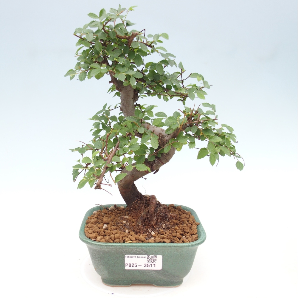 Pokój bonsai - Ulmus parvifolia - Wiąz drobnolistny