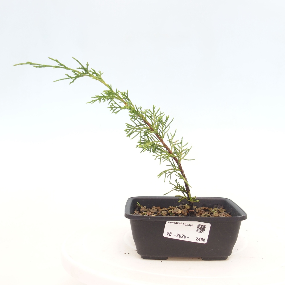 Outdoor bonsai - Juniperus chinensis Itoigawa - Jałowiec chiński