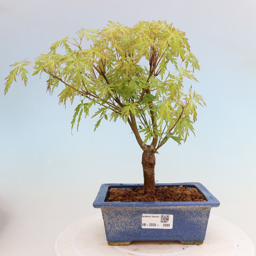 Bonsai ogrodowe – Acer palmatum Dissectum – klon palmowy 
