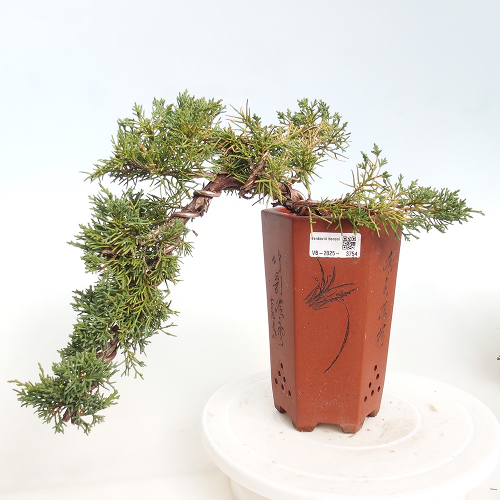 Outdoor bonsai - Juniperus chinensis Kishu