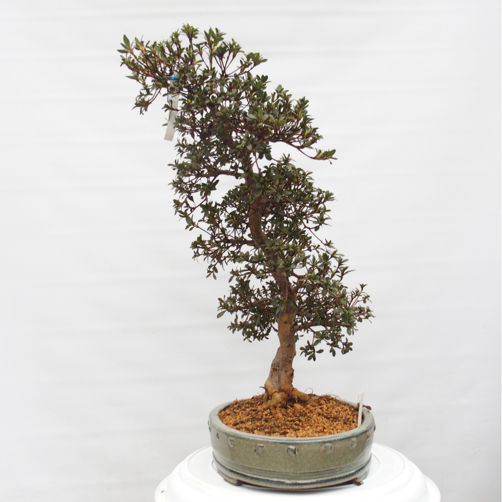 Bonsai zewnętrzne - Azalia japońska - Azalia Akari