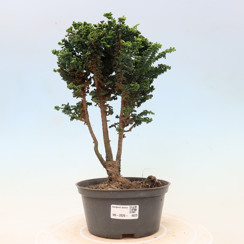 Bonsai zewnętrzne - Cham. obtusa SEKKA HINOKI - Cyprys