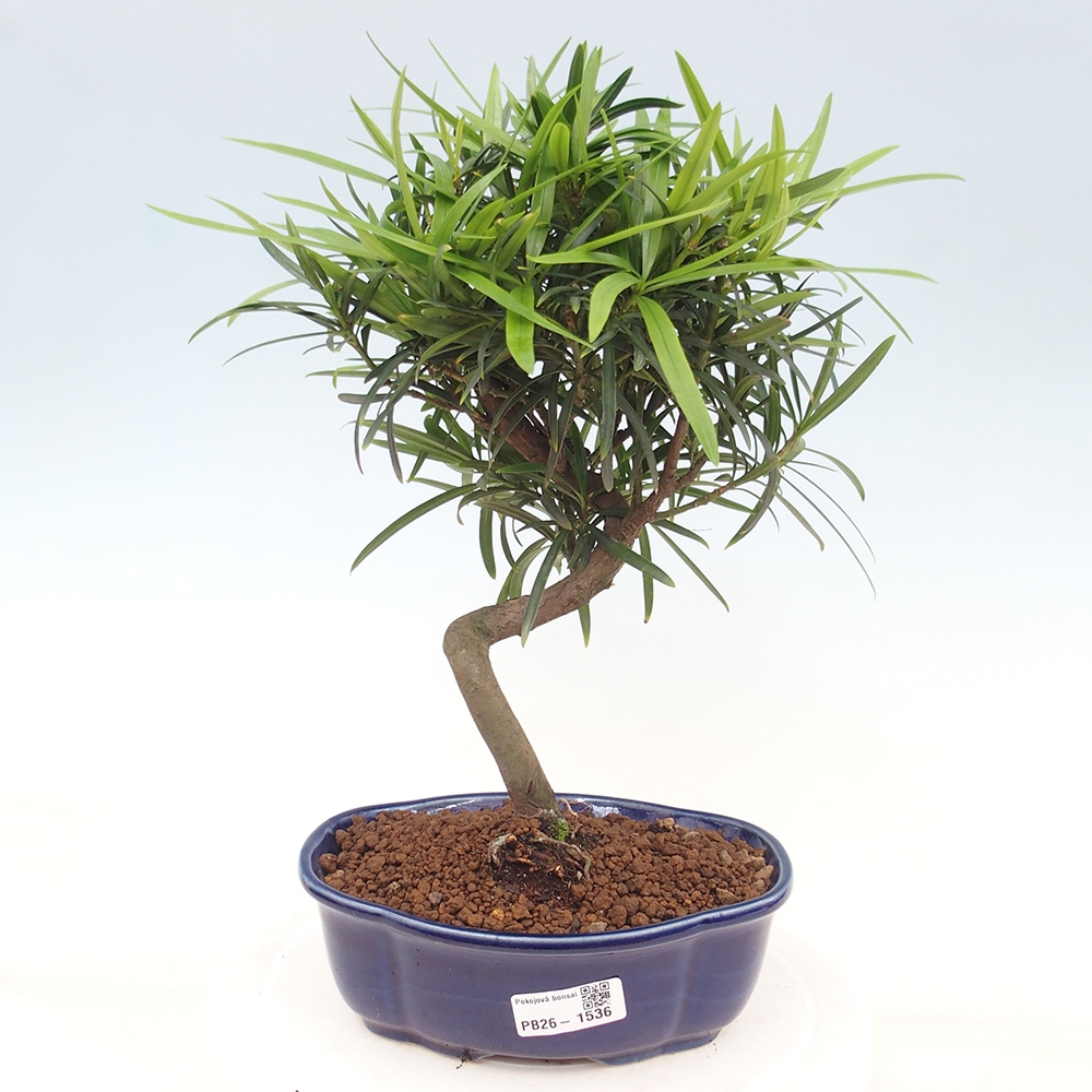 Pokój bonsai - Podocarpus - Kamienny cis