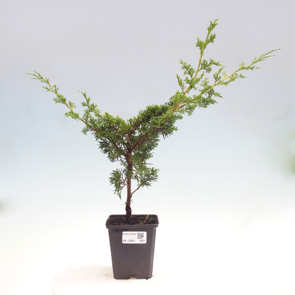 Outdoor bonsai - Juniperus chinensis Itoigawa
