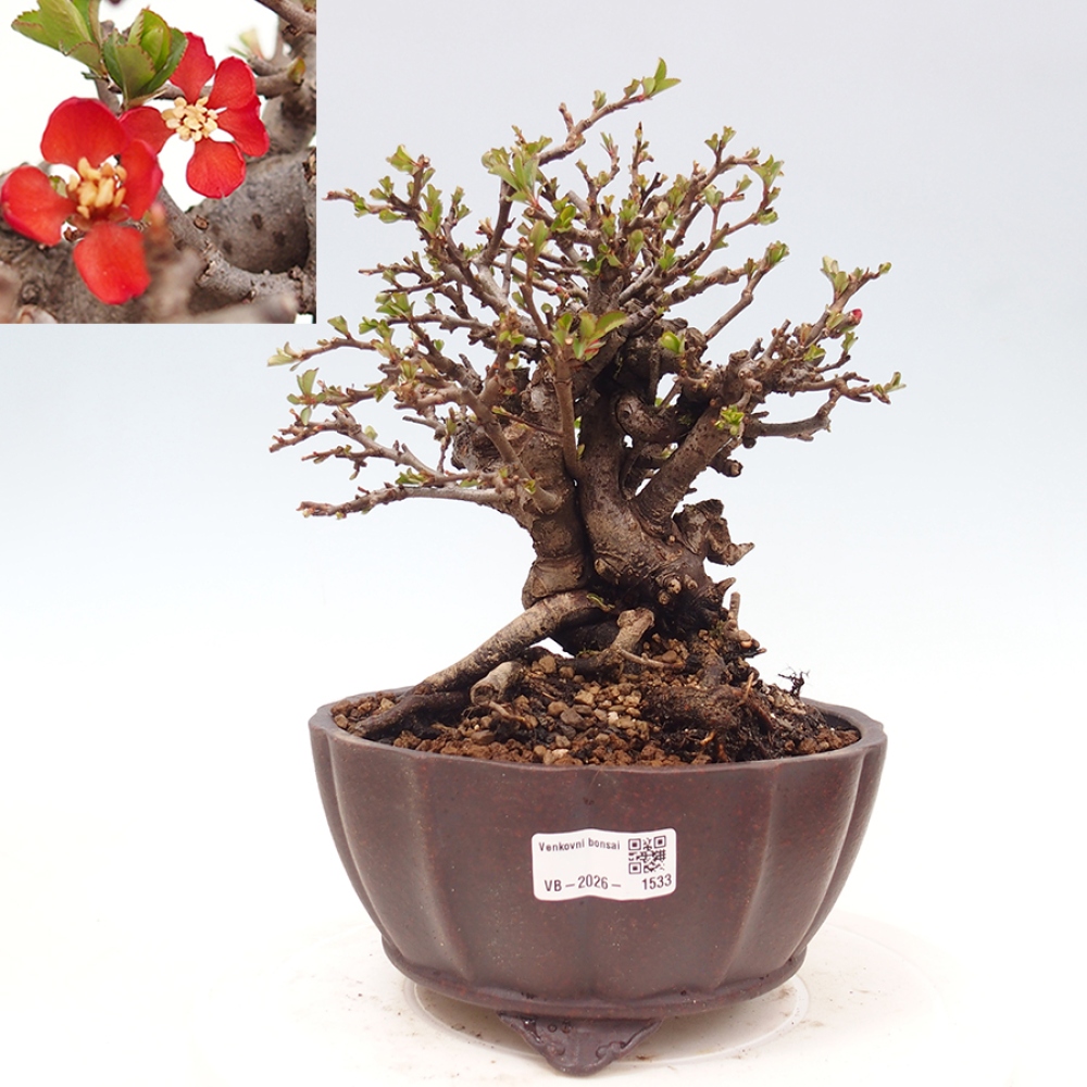 Bonsai zewnętrzne - Chaneomeles speciosa - Pigwa