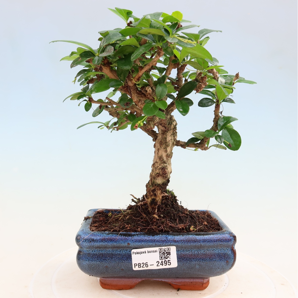 Bonsai pokojowe - Carmona macrophylla - Tea fuki