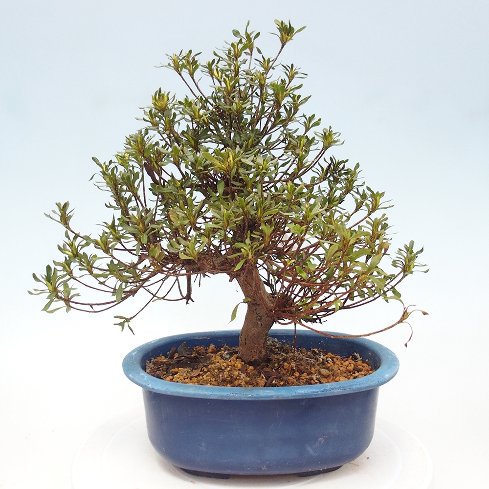 Bonsai zewnętrzne - Azalia japońska - Azalea Ryusen