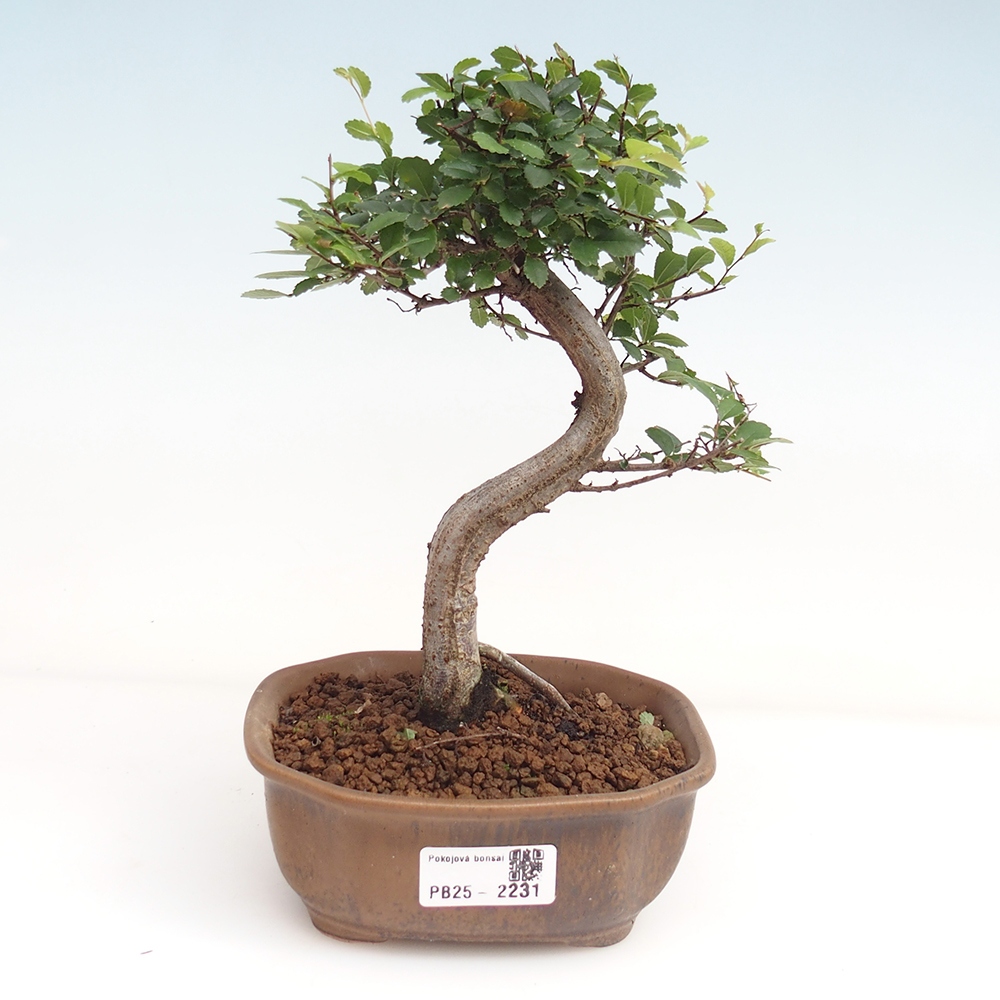 Bonsai wewnętrzne - Ulmus parvifolia - Wiąz drobnolistny