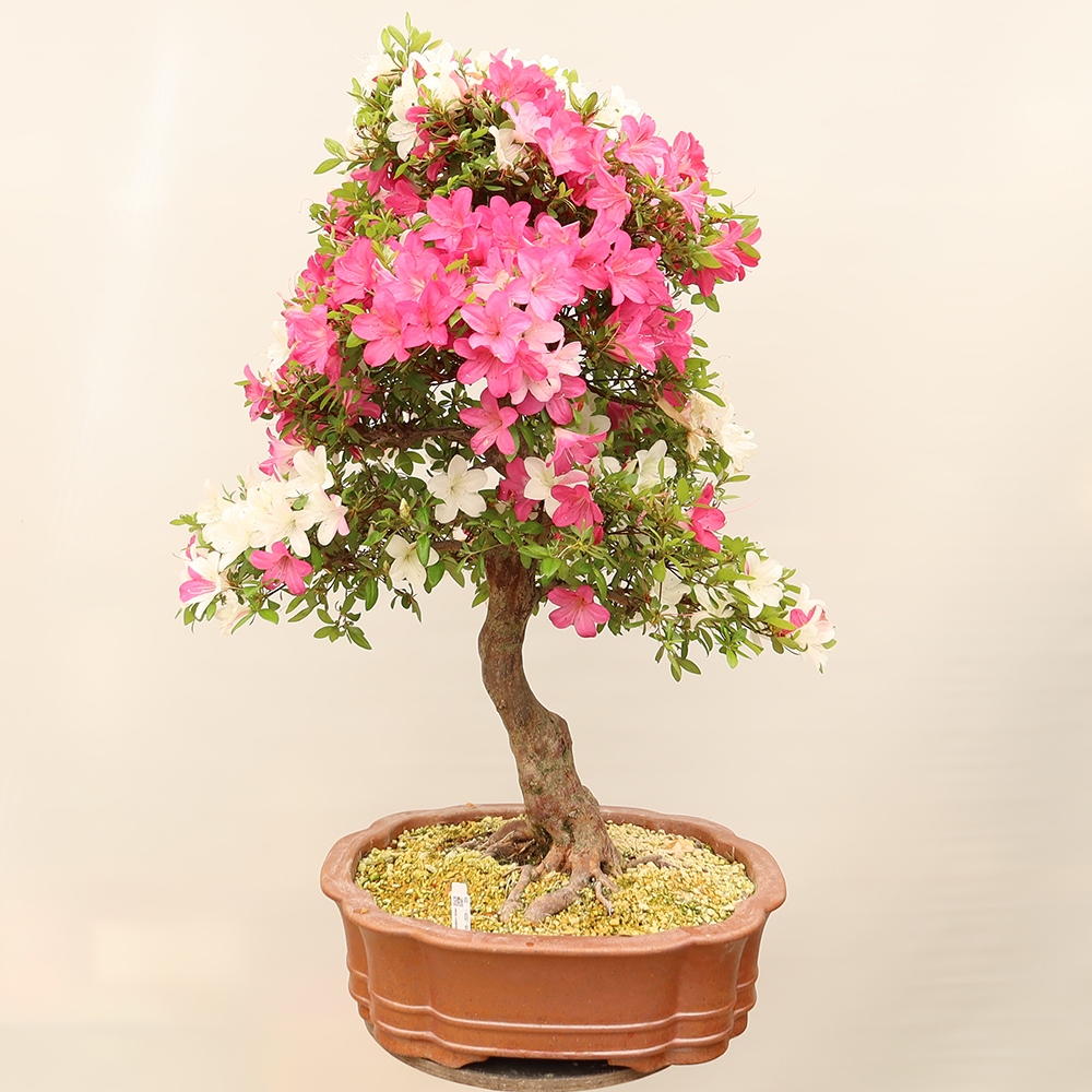 Bonsai zewnętrzne - Azalia japońska - Azalia Sayaka