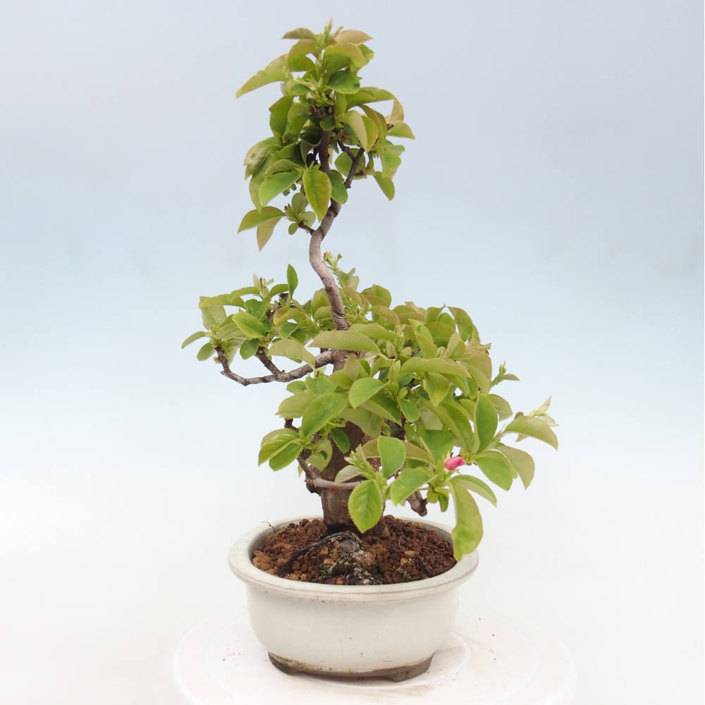 Outdoor bonsai - Pseudocydonia sinensis - pigwa chińska