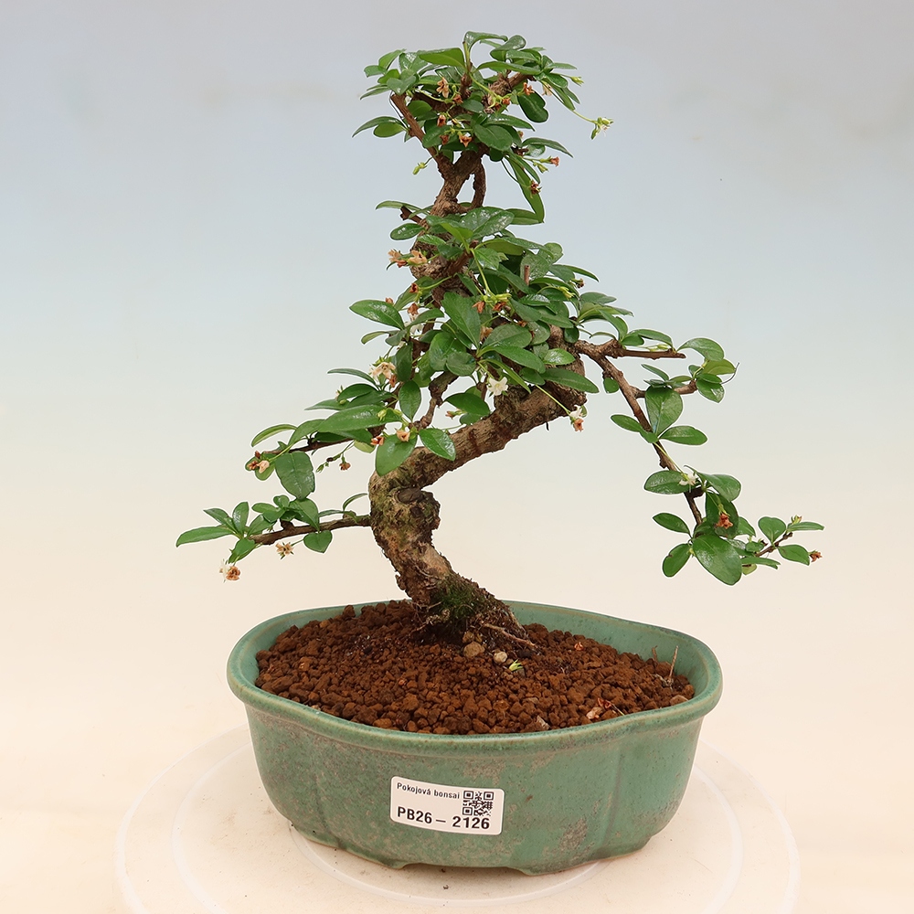 Bonsai pokojowe - Carmona macrophylla - Tea fuki