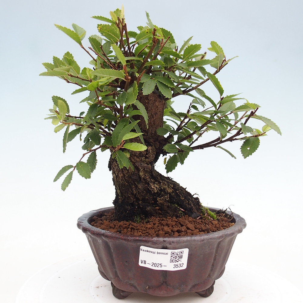 Bonsai na zewnątrz - Zelkova - Zelkova serrata