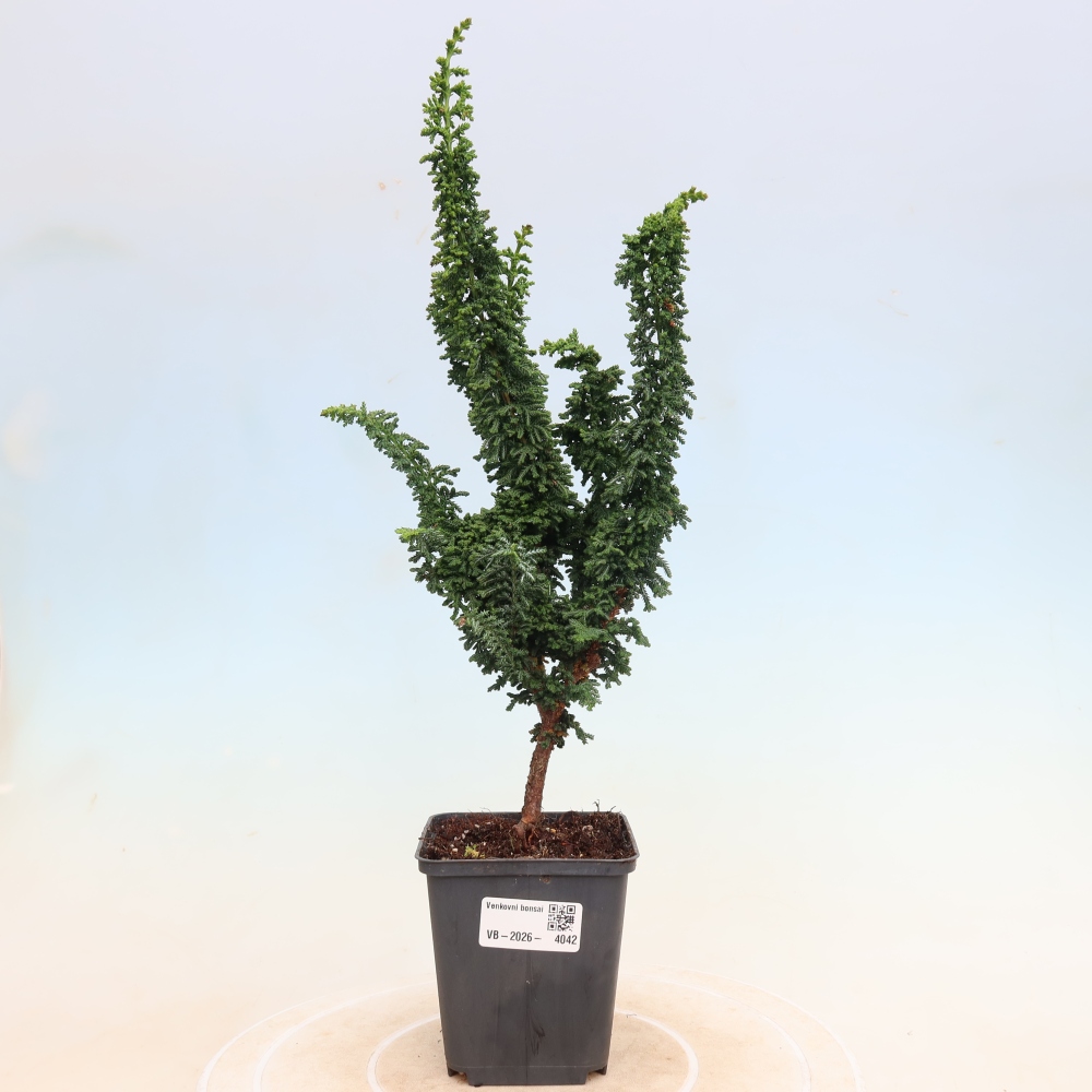 Bonsai zewnętrzne - Cham. obtusa SEKKA HINOKI - Cyprys