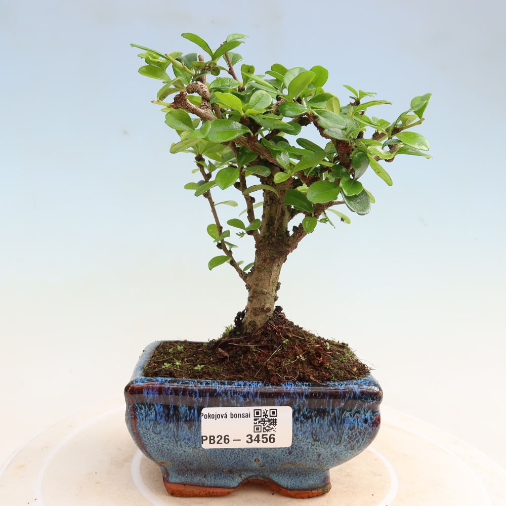 Bonsai pokojowe - Carmona macrophylla - Tea fuki